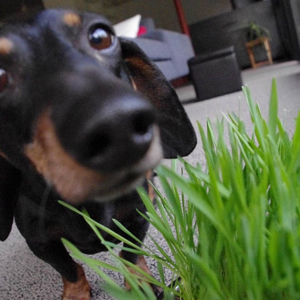 Pet Bowl | Dog Grass | NEW Christmas Gift idea: Dog Grass