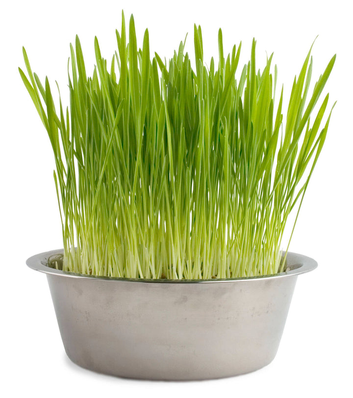 Pet Bowl | Dog Grass | NEW Christmas Gift idea: Dog Grass