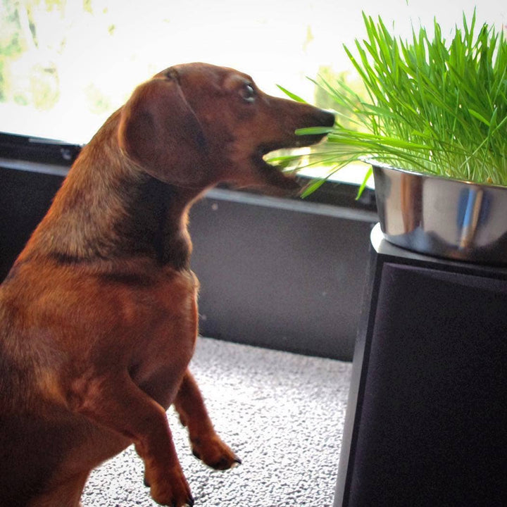 Pet Bowl | Dog Grass | NEW Christmas Gift idea: Dog Grass