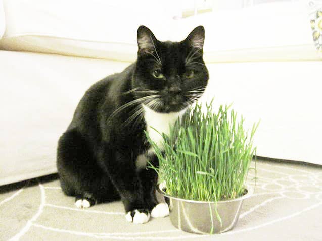 Pet Bowl | Cat Grass | NEW Christmas Gift idea: Cat Grass
