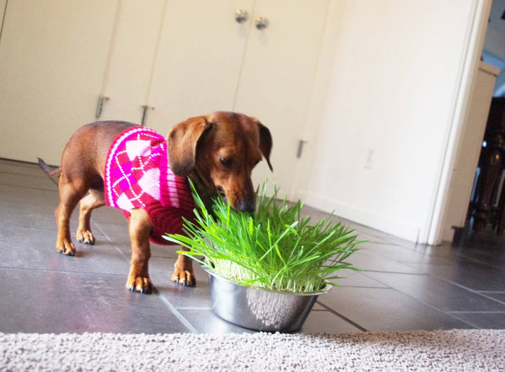 Pet Bowl | Dog Grass | NEW Christmas Gift idea: Dog Grass