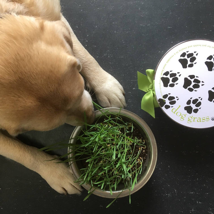 Pet Bowl | Dog Grass | NEW Christmas Gift idea: Dog Grass
